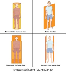 Anatomical Planes Of The Body, Anatomical Planes Of Sections, Showing The Sagittal, Coronal And Transverse Planes From The Female Body