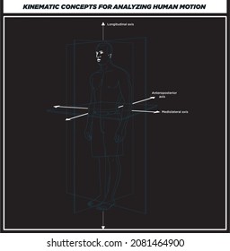 Anatomical Planes Of The Body, Anatomical Planes Of Sections, Showing The Sagittal, Coronal And Transverse Planes From The Female Body