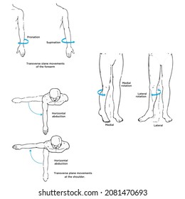 Anatomical Planes Of The Body, Anatomical Planes Of Sections, Showing The Sagittal, Coronal And Transverse Planes From The Body