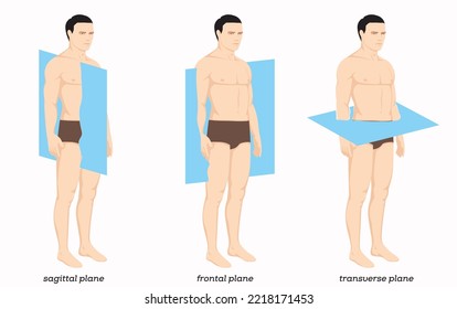 Anatomical Planes Of The Body, Anatomical Planes Of Sections, Showing The Sagittal, Coronal And Transverse Planes From The Female Body