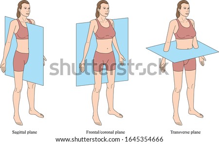 Anatomical planes of the body, Anatomical planes of sections, showing the sagittal, coronal and transverse planes from the female body