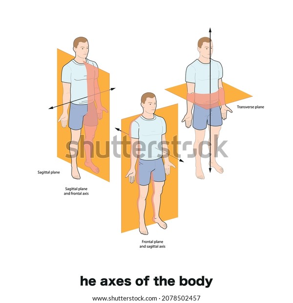 Anatomical Planes Body Anatomical Planes Sections Stock Vector (Royalty ...