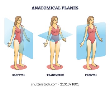 Anatomical planes examples for medical human body transection outline diagram. Labeled educational scheme with anatomical sagittal, transverse and frontal person division types vector illustration.