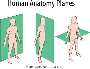 Anatomical planes of section, showing sagittal, coronal and transverse planes through a male body. 