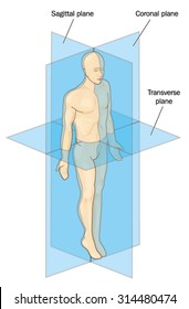 Anatomical Planes Of Section, Showing Sagittal, Coronal And Transverse Planes Through A Male Body