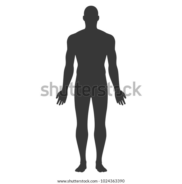 Anatomical Position Anterior View Male Body Stock Vector (Royalty Free ...