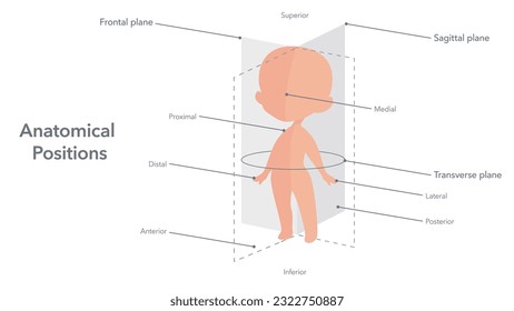 Anatomical positions of the human body vector illustration diagram