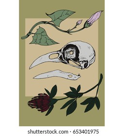 Anatomical raven skull illustrated with bindweed and clover.