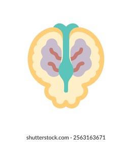 Anatomical Representation of Cerebrospinal Fluid