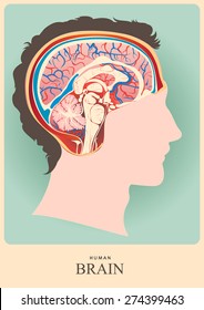 Anatomical representation.Profile of a human head with a colorful symbol of brain.