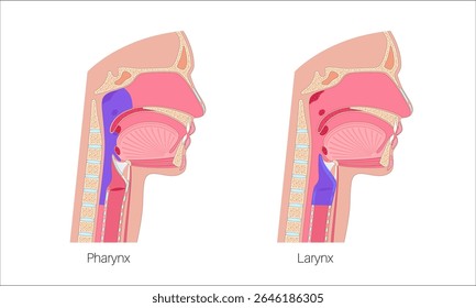 Anatomical sagittal view of pharynx and larynx. Nasopharynx, oropharynx, hypopharynx and epiglottis. Vocal cords, trachea, and esophagus. Upper respiratory tract anatomy medical vector illustration