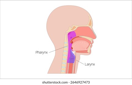Visão sagital anatômica da faringe e da laringe. Nasofaringe, orofaringe, hipofaringe e epiglote. Cordas vocais, traqueia e esôfago. Ilustração do vetor médico de anatomia do trato respiratório superior