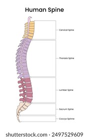 Anatomical Segment of the Spine