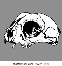 Anatomical skull of cat. Sketch