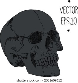 anatomical skull freehand drawing vintage style