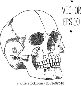 anatomical skull freehand drawing vintage style