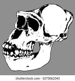 Anatomical skull of a gorilla. Vector