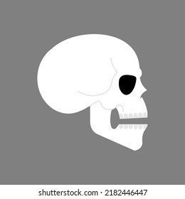 Anatomical skull isolated. skeleton head Vector illustration