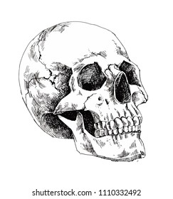 An anatomical skull painted by hand. 
Vector. Illustrator 10.