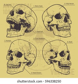 Anatomical Skulls Vector Set. Hand drawn skulls on yellow vintage paper. Retro styled anatomical skulls. Vector graphics.