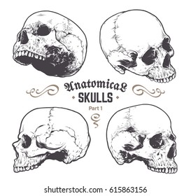 Anatomical Skulls Vector Set. Hand drawn skulls isolated on white background. Monochrome skull arts. Retro styled anatomical skulls. Vector graphics.