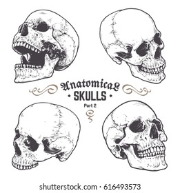 Anatomical Skulls Vector Set. Hand drawn skulls isolated on white background. Monochrome skull arts. Retro styled anatomical skulls. Vector graphics.