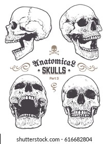 Anatomical Skulls Vector Set Hand Drawn Stock Vector Royalty Free