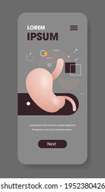 anatomical stomach structure human internal organ anatomy healthcare medical concept smartphone screen mobile app vertical copy space flat