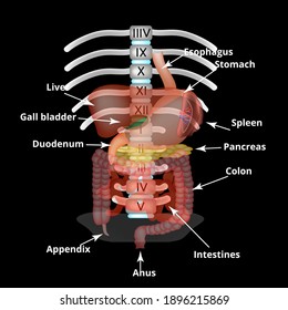 Anatomical structure of the abdominal organs. Spleen, liver, gallbladder, stomach, intestines, colon, pancreas. Vector illustration