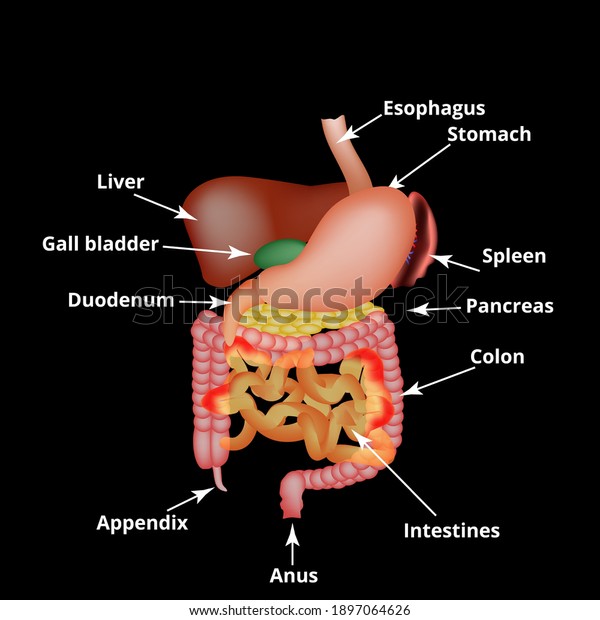 Anatomical structure of the abdominal\
organs. Spleen, liver, gallbladder, stomach, intestines, colon,\
pancreas. Vector\
illustration
