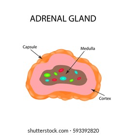 The anatomical structure of the adrenal gland. Vector illustration 