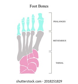 Anatomical structure of the bones of the foot. Vector illustration.