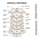 Anatomical Structure of Cervical Vertebrae