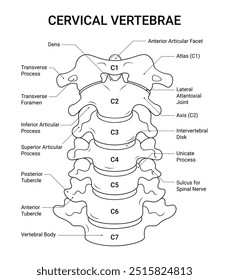 Estructura anatómica de las vértebras cervicales en estilo de línea