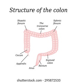 The anatomical structure of the colon. Vector illustration on isolated background.