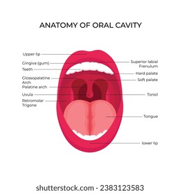 Anatomical structure design illustration of human oral cavity