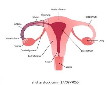 Anatomical Structure of fallopian tube. Fimbriae, 
Infundibulum, Ampulla, Isthmus. Medical vector illustration marked with lines.