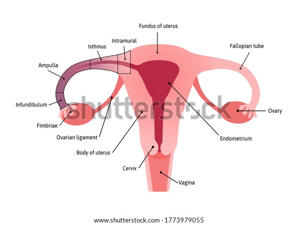 Anatomical Structure of fallopian tube. Fimbriae,\
\
\
Infundibulum, Ampulla, Isthmus. Medical vector illustration\
marked with lines.