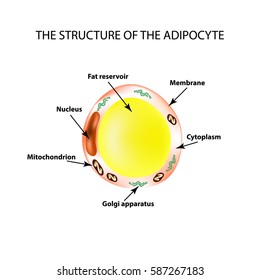 The anatomical structure of the fat cells. Adipocyte. Infographics. Vector illustration on isolated background.