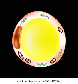 The anatomical structure of the fat cells. Adipocyte. Infographics. Vector illustration on a black background.