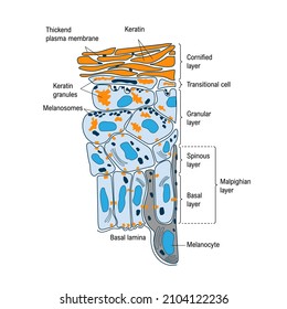 Anatomical structure and function of skin. Cutaneous-Associated Lymphoid Tissue. Medical vector illustration