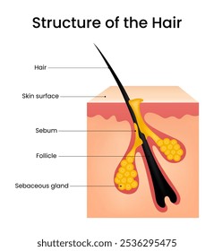 Estrutura Anatômica do Cabelo