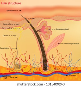 The Anatomical Structure Of The Hair On The Head Of A Person Under A Microscope Close-up. Vector Illustration. Hair Under The Skin.