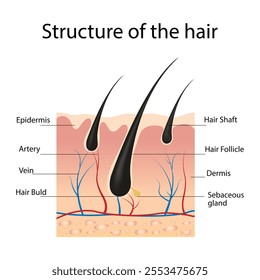 Anatomical structure of hair, a set of text captions 