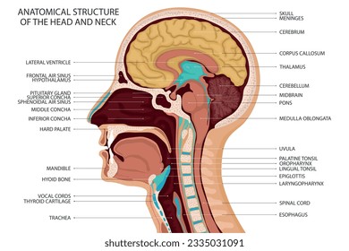 Anatomical structure of the head and neck. Anatomical vector illustration in flat style isolated over white background. Vector illustration.