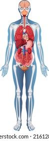 Anatomical Structure Human Body illustration