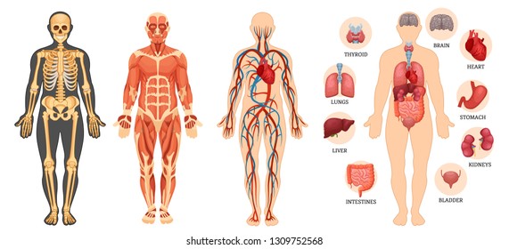 Anatomical structure of human body, skeleton, muscular system, system of blood vessels with arteries, veins, organs human. Medical anatomy, detailed human system in full growth. Vector illustration.