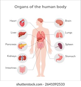 Anatomical structure of human body, skeleton, muscular system, system of blood vessels with arteries, veins, organs human. Medical anatomy, detailed human system. 21