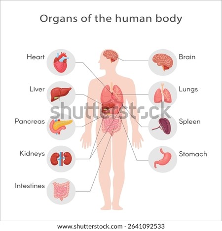 Anatomical structure of human body, skeleton, muscular system, system of blood vessels with arteries, veins, organs human. Medical anatomy, detailed human system. 21
