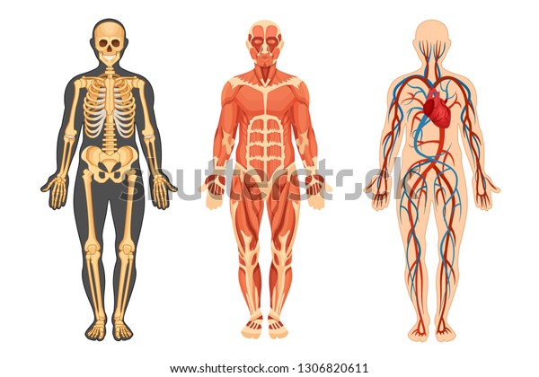 Structure Anatomique Du Corps Humain Squelette Image Vectorielle De Stock Libre De Droits